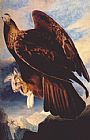 The Golden Stairs Paintings - Golden Eagle by John James Audubon